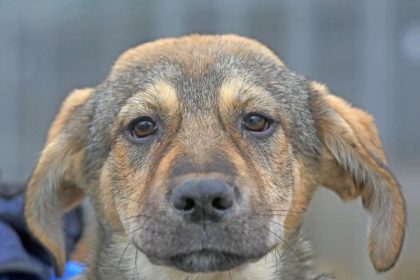 primaria constanta lanseaza un apel pentru adoptie max un catel bland isi cauta o familie 6980d49688a50