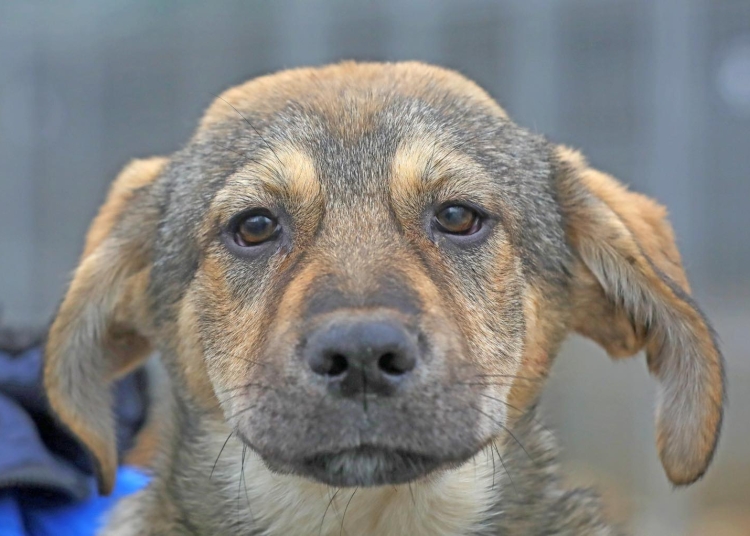 primaria constanta lanseaza un apel pentru adoptie max un catel bland isi cauta o familie 6980d49688a50