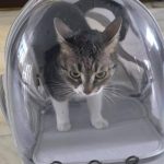 primaria sectorului 6 face un apel la cetateni sa nu ii mai fie furata pisica n o mai luati pe jessy 697f5fead9096