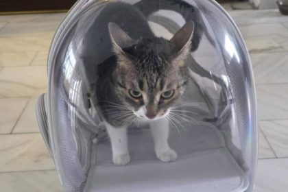 primaria sectorului 6 face un apel la cetateni sa nu ii mai fie furata pisica n o mai luati pe jessy 697f5fead9096