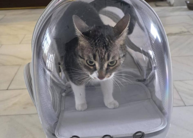 primaria sectorului 6 face un apel la cetateni sa nu ii mai fie furata pisica n o mai luati pe jessy 697f5fead9096