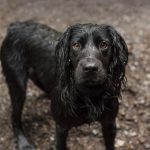 protectia cainilor fara stapan si bunastarea animalelor pe agenda discutiilor ansvsa cu administratia prezidentiala 69a08600566fd