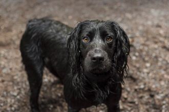 protectia cainilor fara stapan si bunastarea animalelor pe agenda discutiilor ansvsa cu administratia prezidentiala 69a08600566fd