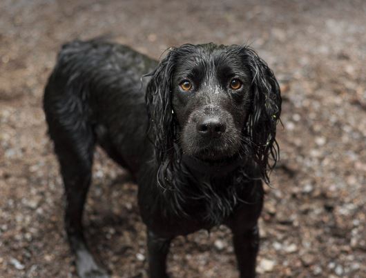 protectia cainilor fara stapan si bunastarea animalelor pe agenda discutiilor ansvsa cu administratia prezidentiala 69a08600566fd
