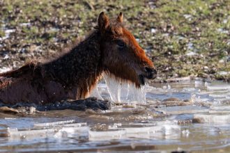 sute de cai la limita supravietuirii in ger fotograful marian sterea lanseaza un apel urgent la solidaritate 6983a8cd0baad
