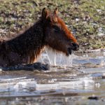 sute de cai la limita supravietuirii in ger fotograful marian sterea lanseaza un apel urgent la solidaritate 698439626558c
