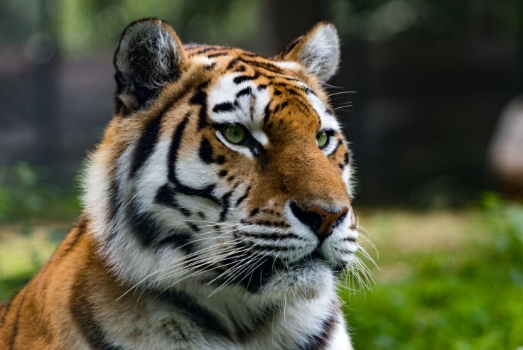 tigru siberian lasat liber intr o curte din dambovita ancheta de amploare dupa imaginile de pe tiktok 6983663ceca04