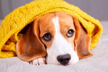 vrei un animal de companie tot ce trebuie sa stii despre adoptiile din adapostul public 699d6f7d49751