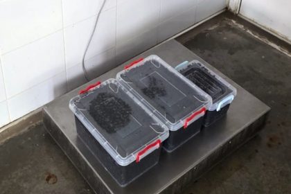 19 kg de icre negre descoperite de politistii de frontiera din cadrul garzii de coasta 69bbe2040ea76