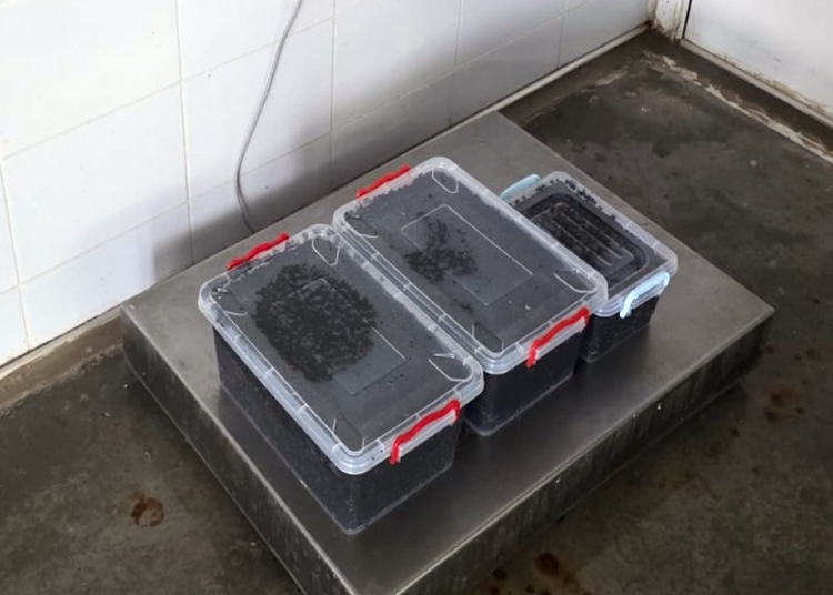 19 kg de icre negre descoperite de politistii de frontiera din cadrul garzii de coasta 69bbe2040ea76