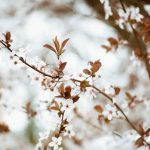 20 martie 2026 echinoctiul de primavara marcheaza inceputul oficial al primaverii 69bce8db31454