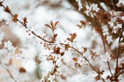 20 martie 2026 echinoctiul de primavara marcheaza inceputul oficial al primaverii 69bce8db31454