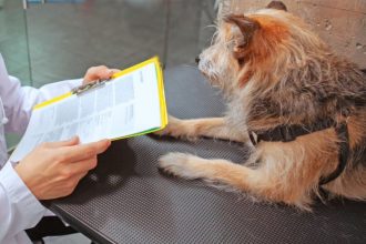 acte necesare pentru adoptia sau revendicarea cainilor din adapostul public de animale abandonate constanta 69bcf35832f20