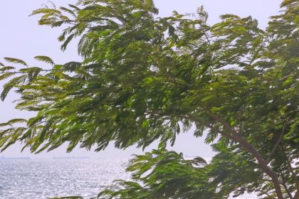 atentionare de vant puternic in judetul constanta 69c4f277ed056