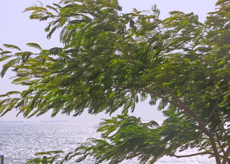 atentionare de vant puternic in judetul constanta 69c4f277ed056