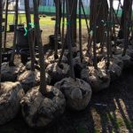 avocatul catalin filisan apel la voluntariat zeci de copaci vor fi plantati la palatul copiilor din constanta 69aa70f332f21