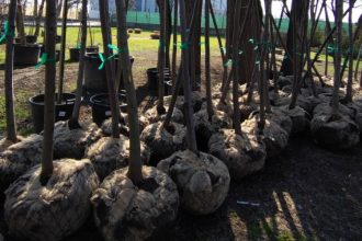 avocatul catalin filisan apel la voluntariat zeci de copaci vor fi plantati la palatul copiilor din constanta 69aa70f332f21