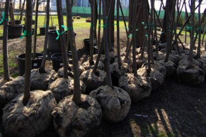 avocatul catalin filisan apel la voluntariat zeci de copaci vor fi plantati la palatul copiilor din constanta 69aa70f332f21