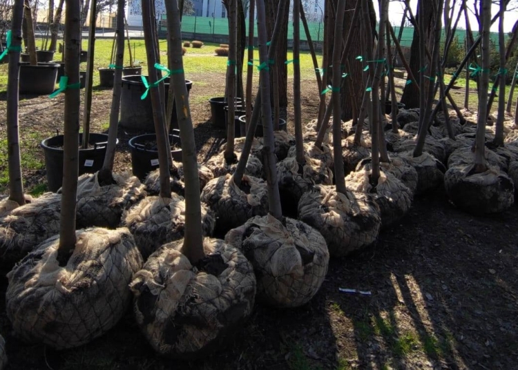 avocatul catalin filisan apel la voluntariat zeci de copaci vor fi plantati la palatul copiilor din constanta 69aa70f332f21