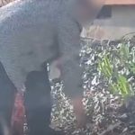 barbat prins in flagrant in timp ce sustragea bulbi de flori dintr o jardiniera publica din tomis 3 69c3e0035563c