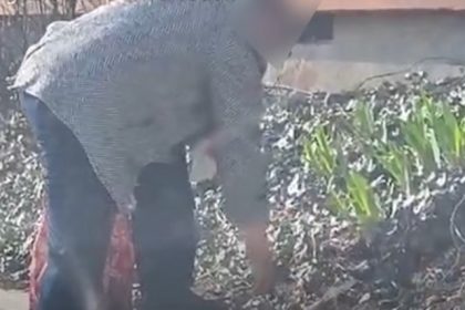 barbat prins in flagrant in timp ce sustragea bulbi de flori dintr o jardiniera publica din tomis 3 69c3e0035563c