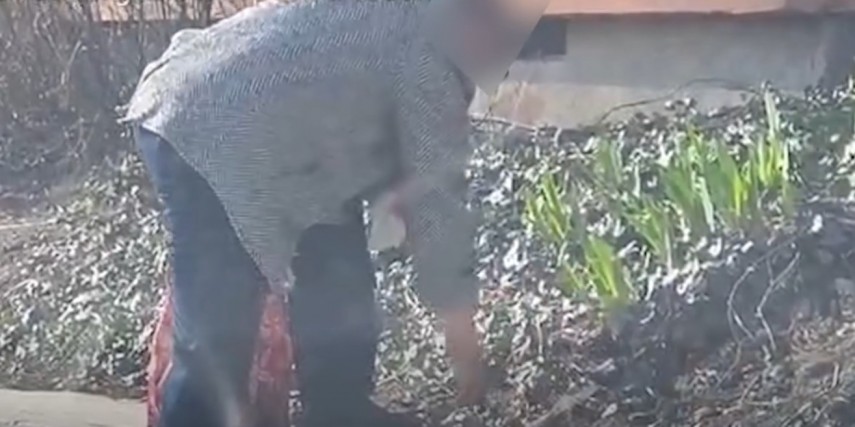 barbat prins in flagrant in timp ce sustragea bulbi de flori dintr o jardiniera publica din tomis 3 69c3e0035563c