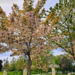 cum va fi vremea de florii si de paste 69c24f587bebb