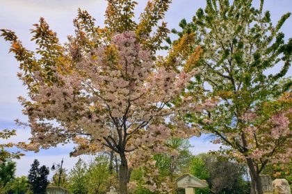 cum va fi vremea de florii si de paste 69c24f587bebb