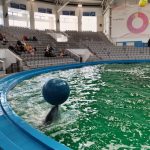 fara explicatii complexul muzeal de stiinte ale naturii nu mai primeste delfinii din malta 69bdfc1f42e5c