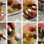 imagini greu de privit zeci de pasari moarte si pui salvati din vaporasele demolate din constanta 69c39286b7a64