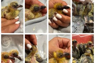 imagini greu de privit zeci de pasari moarte si pui salvati din vaporasele demolate din constanta 69c39286b7a64