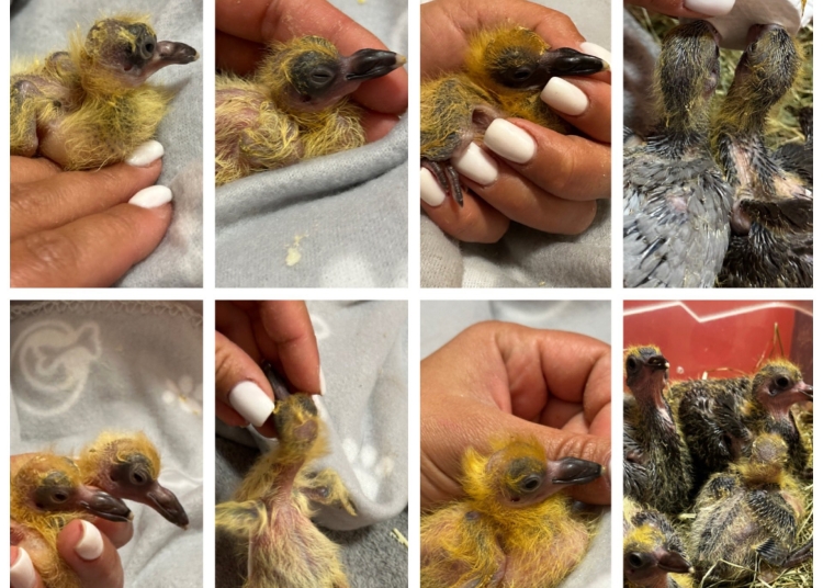 imagini greu de privit zeci de pasari moarte si pui salvati din vaporasele demolate din constanta 69c39286b7a64