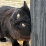 pisicile salvatoare din tomis nord cum au reusit felinele sa strice planurile hotilor 69b6a9a635ab5