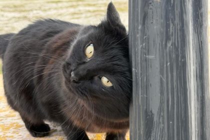 pisicile salvatoare din tomis nord cum au reusit felinele sa strice planurile hotilor 69b6a9a635ab5