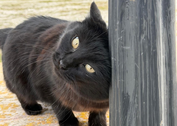 pisicile salvatoare din tomis nord cum au reusit felinele sa strice planurile hotilor 69b6a9a635ab5