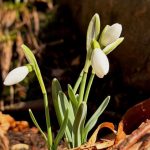 presedintele nicusor dan de ziua internationala a femeii va multumesc pentru tot ce faceti pentru familiile dumneavoastra si pentru comunitate 69ad6b3d638db