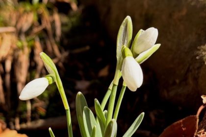 presedintele nicusor dan de ziua internationala a femeii va multumesc pentru tot ce faceti pentru familiile dumneavoastra si pentru comunitate 69ad6b3d638db