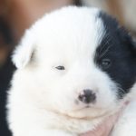 primaria constanta continua campania adopta un catel patru fratiori in varsta de aproximativ o luna asteapta sa si gaseasca un camin 69ae882e38032