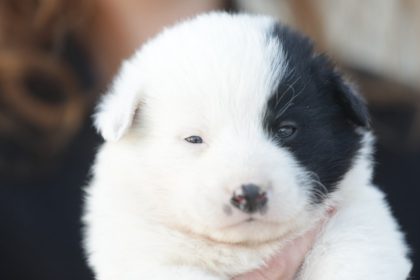 primaria constanta continua campania adopta un catel patru fratiori in varsta de aproximativ o luna asteapta sa si gaseasca un camin 69ae882e38032