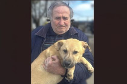 primaria constanta continua campania adopta un catel peste 400 de caini asteapta o familie care sa le ofere sansa la un camin 69b12af901f55