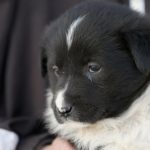 primaria constanta continua campania adopta un catel 69ae8fe6d7c7b