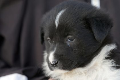 primaria constanta continua campania adopta un catel 69ae8fe6d7c7b