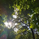 prognoza meteo in dobrogea temperaturile vor ajunge la 13 grade celsius 69b8026c13b33