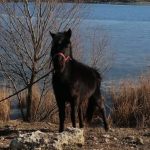 proprietarii cailor abandonati la techirghiol in ger in 2021 nu ii pot recupera desi au castigat procesul 69aa208371c9b