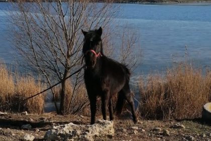 proprietarii cailor abandonati la techirghiol in ger in 2021 nu ii pot recupera desi au castigat procesul 69aa208371c9b