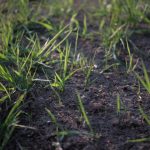 razboiul din iran scumpeste ingrasamintele cu pana la 40 si ameninta preturile alimentelor 69c8087a6b3ae