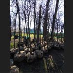 se planteaza copaci la palatul copiilor constanta ce reguli trebuie sa respecte voluntarii 69bd32ee8619a