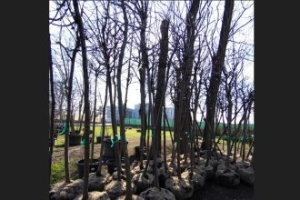 se planteaza copaci la palatul copiilor constanta ce reguli trebuie sa respecte voluntarii 69bd32ee8619a