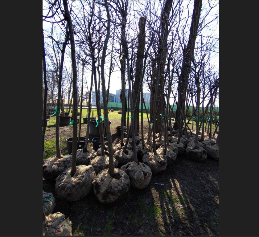 se planteaza copaci la palatul copiilor constanta ce reguli trebuie sa respecte voluntarii 69bd32ee8619a