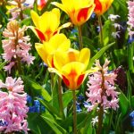 semnele din natura care iti spun cum va fi recolta si vremea 69a3d1be04e2c